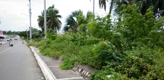 Hierbas altas de la Marginal facilita el trabajo a los antisociales